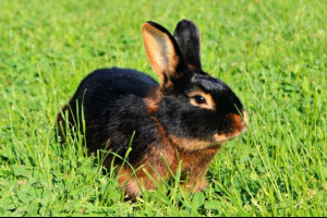 Чорна і коричнева тріщина Чорна і коричнева тріщина